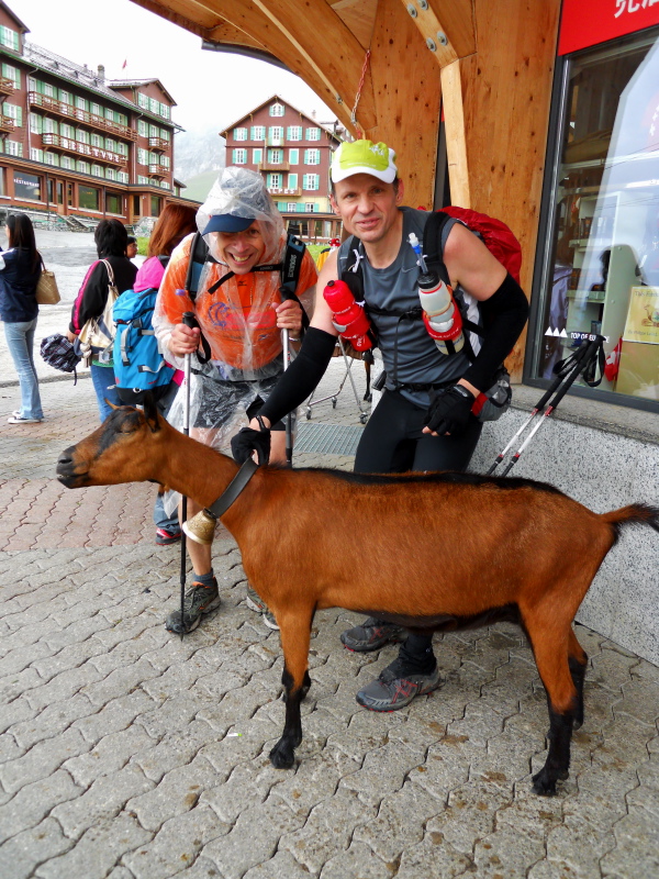Beachte auch den Gesichtsausdruck der Ziege.